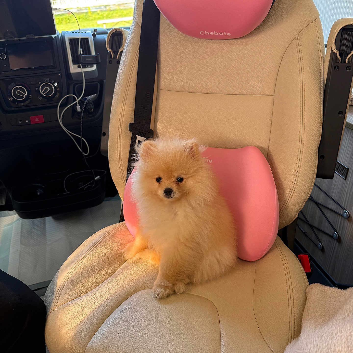 Appolo participe au concours pour gagner de l'argent avec cette photo : pomeranian, puppy, dog, car_seat, leather, pink_cushion, pet, animal, fluffy, cute, indoor, seatbelt, vehicle_interior, dashboard, window, sunlight, cozy, small_dog, transportation, travel