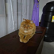Ghitzu is registered to the contest to win money with this photo: cat, orange_cat, fluffy, indoor, curtains, purple_curtain, leather_ottoman, furniture, pet, animal, resting, domestic, cozy, window, floor, brown, black_container, home, relaxed, cute