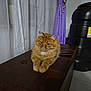 cat, orange_cat, fluffy, indoor, curtains, purple_curtain, leather_ottoman, furniture, pet, animal, resting, domestic, cozy, window, floor, brown, black_container, home, relaxed, cute
