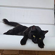 Coffee is registered to the contest to win money with this photo: black_cat, cat, pet, animal, feline, yellow_eyes, relaxing, lounging, chair, white_cushion, wooden_floor, indoor, fur, whiskers, tail, paw, closeup, cute, domestic_cat, resting