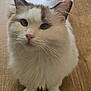 cat, fluffy, white_cat, pet, indoor, wooden_floor, toy, feather_toy, curious, sitting, closeup, whiskers, ears, cute, feline, animal, domestic_cat, playful, looking_up, fur
