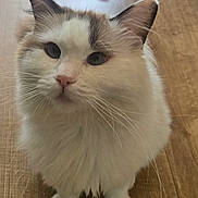 Oreo is registered to the contest to win money with this photo: cat, fluffy, white_cat, pet, indoor, wooden_floor, toy, feather_toy, curious, sitting, closeup, whiskers, ears, cute, feline, animal, domestic_cat, playful, looking_up, fur