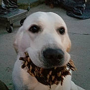 Freya joined the competition — help win amazing prizes! dog, white_dog, toy, mouth, close_up, outdoor, concrete_floor, pet, animal, fuzzy_toy, blurred, dim_lighting, playful, canine, fur, nose, ears, background, indoor_outdoor, companion