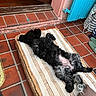 dog, black_dog, lying_down, pet_bed, cushion, outdoor, tiled_floor, doorframe, blue_shutter, relaxation, fluffy, curly_fur, home, resting, sunlight, casual, cozy, animal, domestic_pet, quiet_moment