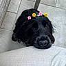 dog, black_dog, pet, flower_crown, digital_filter, cute, looking_up, fur, indoor, floor_tiles, chair_leg, resting_chin, closeup, adorable, animal, companion, domestic, canine, fur_texture, home