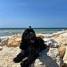 dog, black_dog, curly_fur, rock, seaside, ocean, waves, blue_sky, sunlight, tongue_out, relaxed, outdoor, nature, pet, summer, vacation, coast, animal, casual, beach
