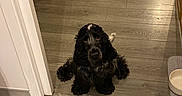 Sally a rejoint le concours — aidez-le/la à gagner de superbes lots ! dog, black_dog, indoor, floor, wooden_floor, tile_floor, shoes, shoe_rack, bowl, pet, waiting, ears, fur, home, household_items, doorway, mat, shadow, animal, domestic