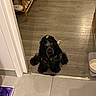 dog, black_dog, indoor, floor, wooden_floor, tile_floor, shoes, shoe_rack, bowl, pet, waiting, ears, fur, home, household_items, doorway, mat, shadow, animal, domestic