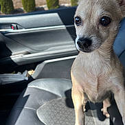 Pebbles joined the competition — help win amazing prizes! dog, chihuahua, small_dog, car_interior, car_seat, pet, animal, alert, tan_fur, short_fur, sunlight, window, car_door, looking, paw, cute, companion, indoor, transport, animal_portrait