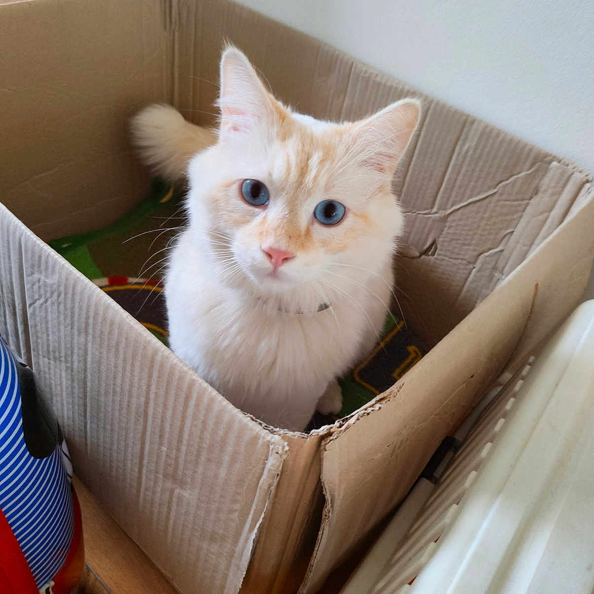 Oblako a rejoint le concours — aidez-le/la à gagner de superbes lots ! animal, blue_eyes, cardboard_box, cat, cozy, cream_colored, curious, domestic, ears, feline, floor, fluffy, household, indoor, light, looking_up, pet, relaxed, tail, whiskers