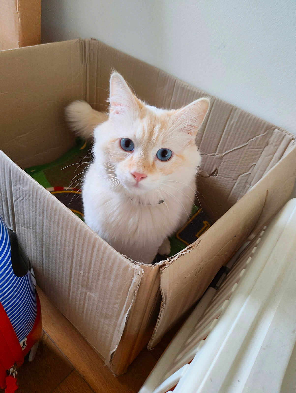 Oblako a rejoint le concours — aidez-le/la à gagner de superbes lots ! cat, blue_eyes, cardboard_box, indoor, feline, curious, fluffy, cream_colored, pet, animal, cozy, looking_up, floor, household, domestic, relaxed, whiskers, tail, ears, light