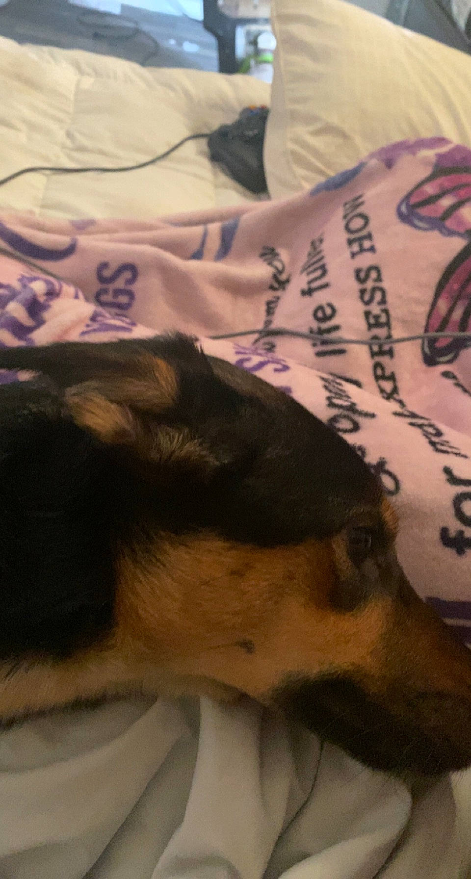 Dixie is registered to the contest to win money with this photo: canidae, carnivore, collie, comfort, companion_dog, dog, dog_breed, fawn, fur, linens, mammal, paw, puppy, snout, sporting_group, tail, terrestrial_animal, toy_dog, vertebrate, whiskers