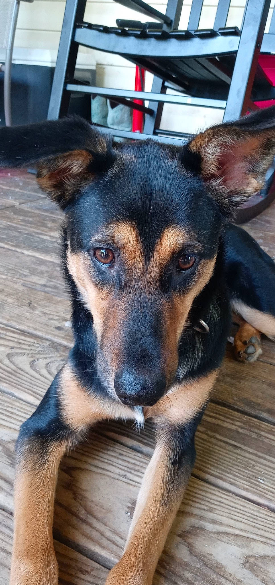 Dixie is registered to the contest to win money with this photo: canidae, carnivore, companion_dog, dog, dog_breed, fur, guard_dog, plant, puppy, sporting_group, terrestrial_animal, toy_dog, whiskers, working_dog