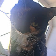 Callie joined the competition — help win amazing prizes! cat, tuxedo_cat, black_and_white, feline, whiskers, green_eyes, close_up, portrait, sitting, indoors, window, sunlight, backlighting, fur, pet, animal, serious_expression, dramatic_lighting, long_whiskers, home