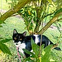 Chipie participe au concours pour gagner de l'argent avec cette photo : cat, black_and_white, tree, branch, leaves, outdoor, grass, pet, animal, nature, curious, feline, whiskers, collar, leash, sunlight, greenery, alert, eyes, mammal