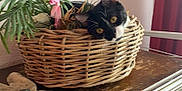 Chipie a rejoint le concours — aidez-le/la à gagner de superbes lots ! cat, black_and_white, wicker_basket, plant, wooden_cabinet, curious, indoor, feline, pet, greenery, home, decor, animal, cute, relaxed, sitting, ears, eyes, houseplant, furniture
