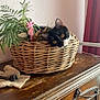 cat, black_and_white, wicker_basket, plant, wooden_cabinet, curious, indoor, feline, pet, greenery, home, decor, animal, cute, relaxed, sitting, ears, eyes, houseplant, furniture