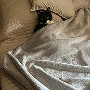 Chipie participe au concours pour gagner de l'argent avec cette photo : cat, tuxedo_cat, blanket, bed, pillow, indoor, cozy, resting, fur, pet, animal, curious, soft, comfort, sleepy, domestic, cute, relaxed, feline, quiet