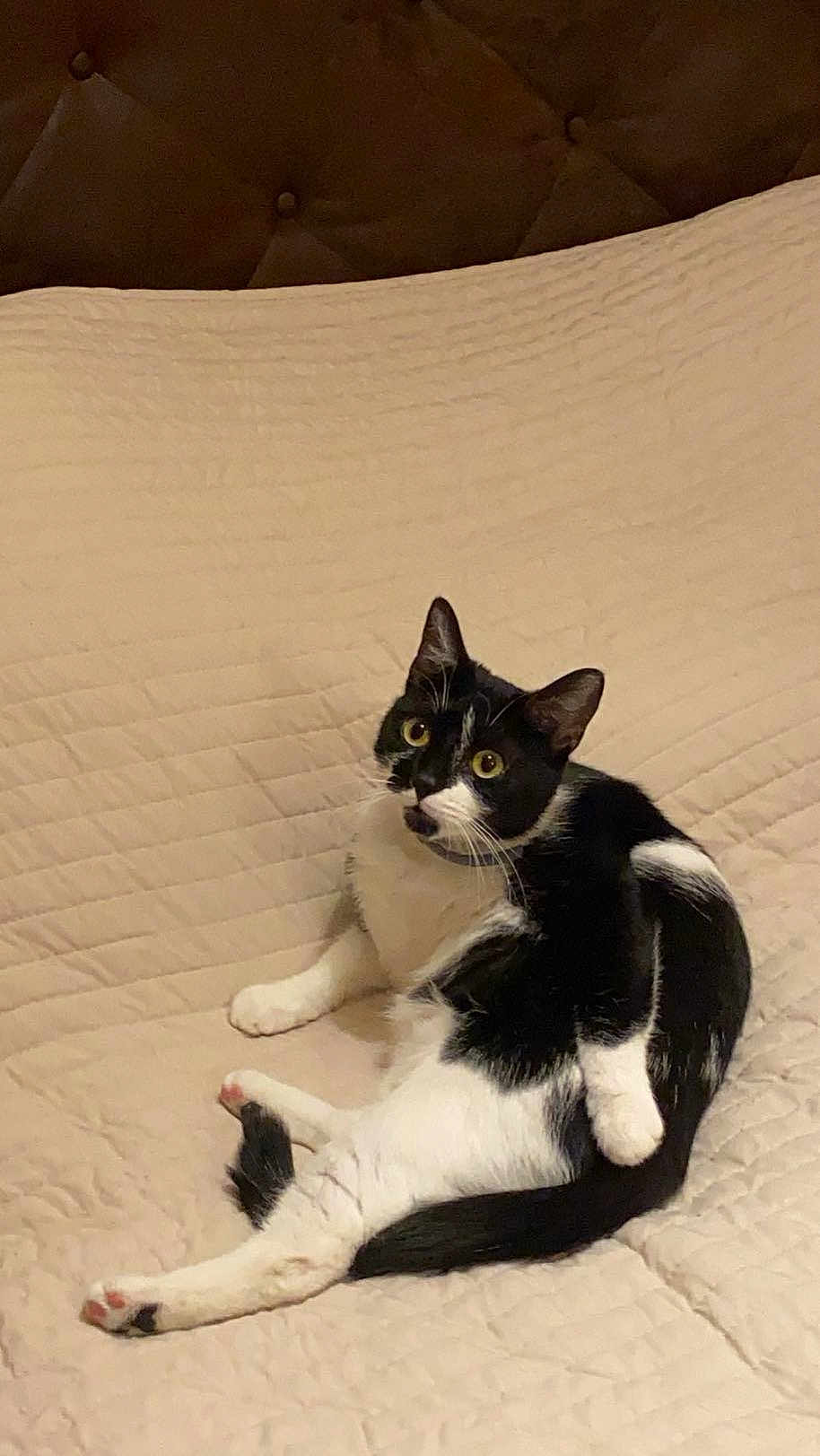 Chipie a rejoint le concours — aidez-le/la à gagner de superbes lots ! cat, black_and_white, pet, animal, feline, indoor, couch, quilted, sitting, looking, alert, fur, whiskers, ears, tail, paws, home, cozy, resting, cute