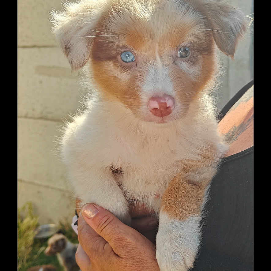 Bulle a rejoint le concours — aidez-le/la à gagner de superbes lots ! puppy, dog, blue_eyes, fluffy_fur, tattoo, hand, person, outdoor, sunlight, garden, house, fence, animal, pet, cute, portrait, holding, blurred_background, brown_and_white, curious