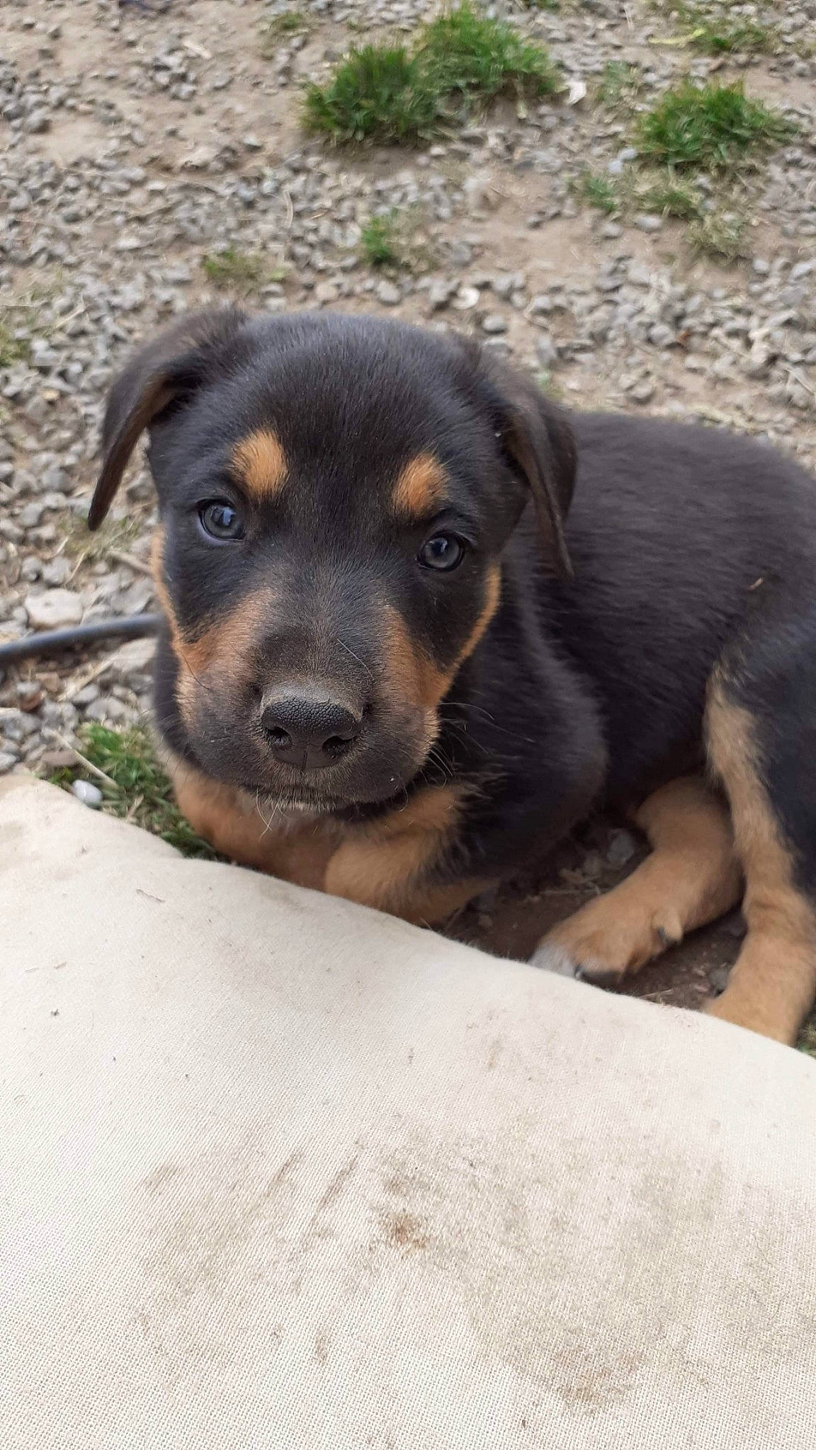 Slou a rejoint le concours — aidez-le/la à gagner de superbes lots ! austrian_black_and_tan_hound, carnivore, companion_dog, dog, dog_breed, guard_dog, hunting_dog, plant, rottweiler, snout, sporting_group, terrestrial_animal, whiskers, working_animal, working_dog