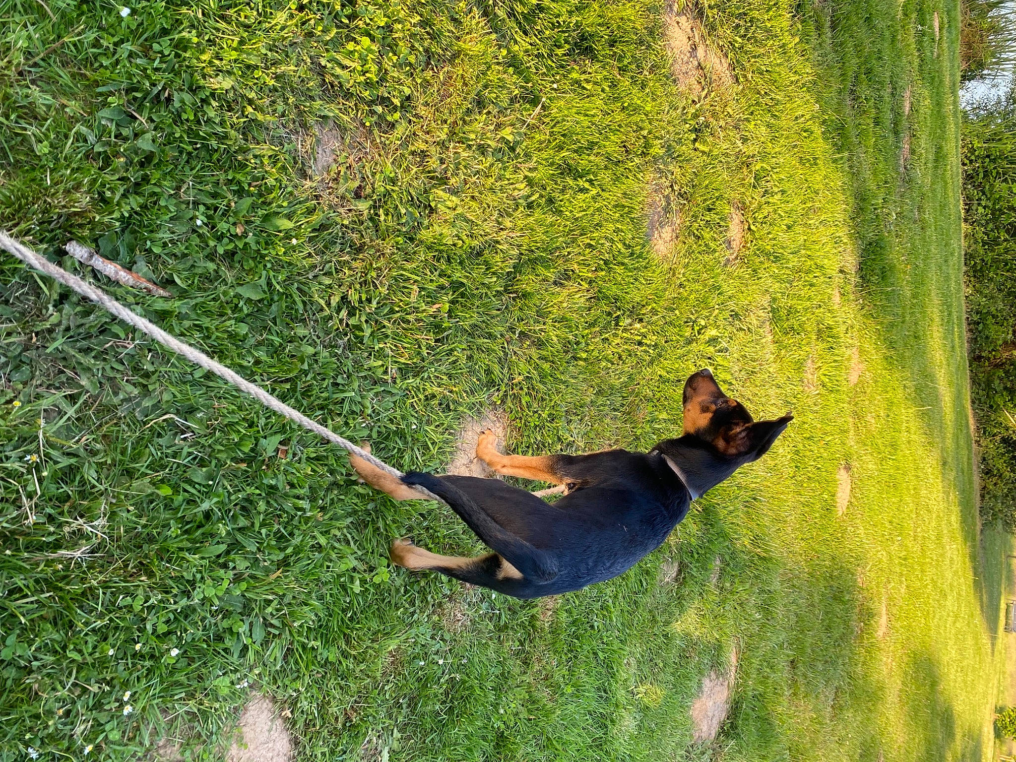 Slou participe au concours pour gagner de l'argent avec cette photo : canidae, carnivore, dog, dog_breed, grass, grassland, groundcover, landscape, plant, shade, shadow, slope, tail, terrestrial_animal, tints_and_shades, tree, trunk, wildlife, windshield, wood
