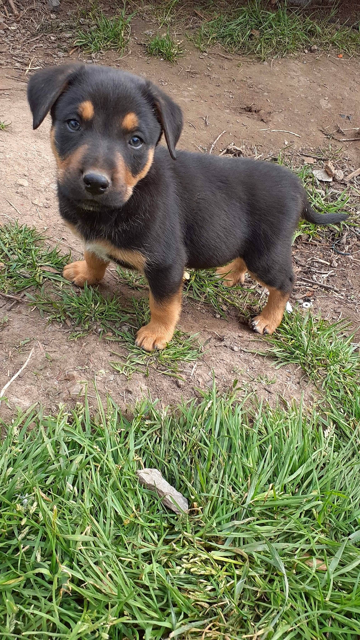 Slou a rejoint le concours — aidez-le/la à gagner de superbes lots ! canidae, carnivore, companion_dog, dog, dog_breed, grass, hound, hunting_dog, mammal, rottweiler, sporting_group, terrestrial_animal, vertebrate, working_animal, working_dog