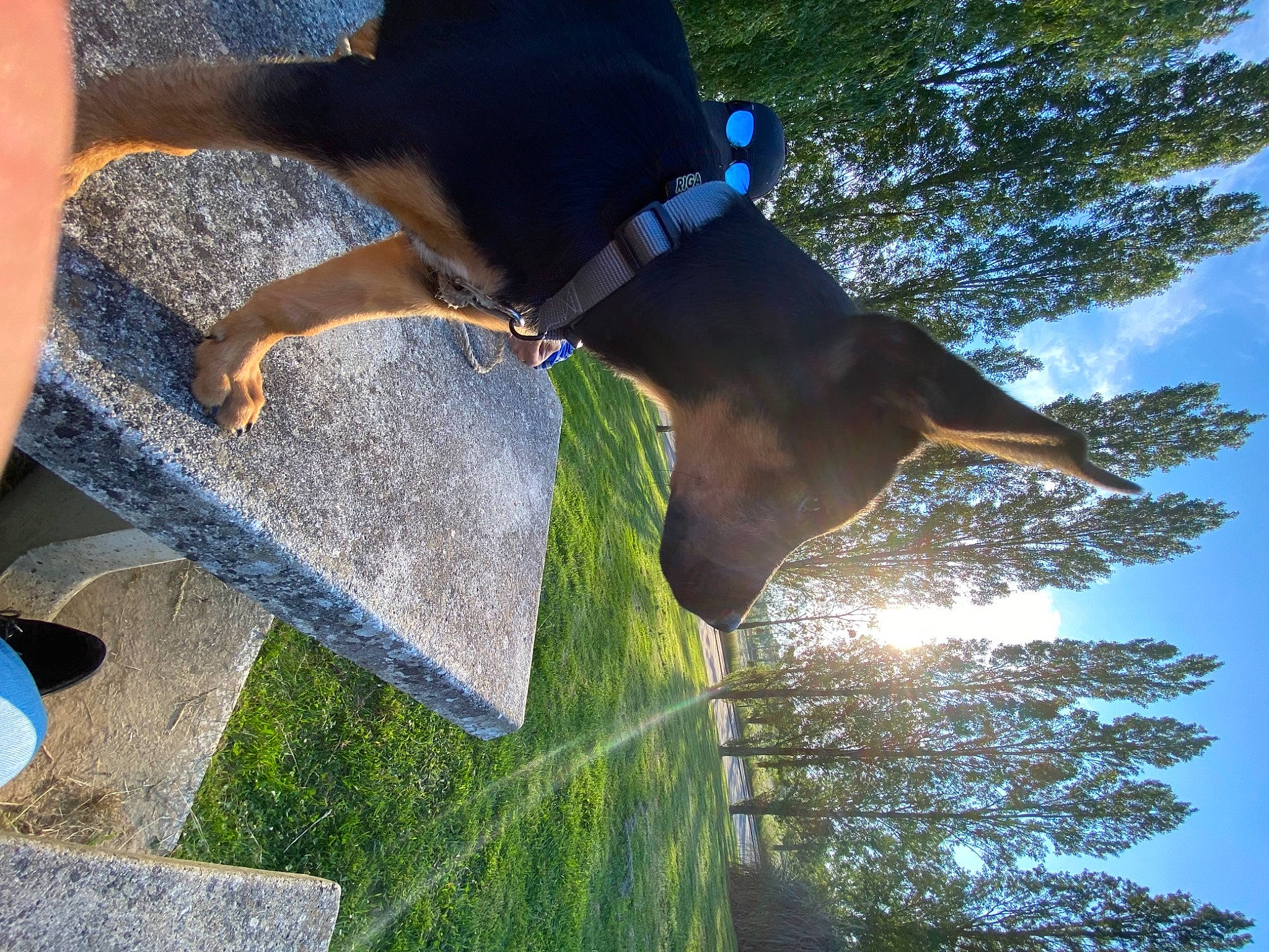 Slou a rejoint le concours — aidez-le/la à gagner de superbes lots ! blue, carnivore, collar, dog, dog_breed, fawn, fun, gesture, grass, hand, leisure, pet_supply, plant, sky, sunlight, tree, trunk, water, working_animal, wrist