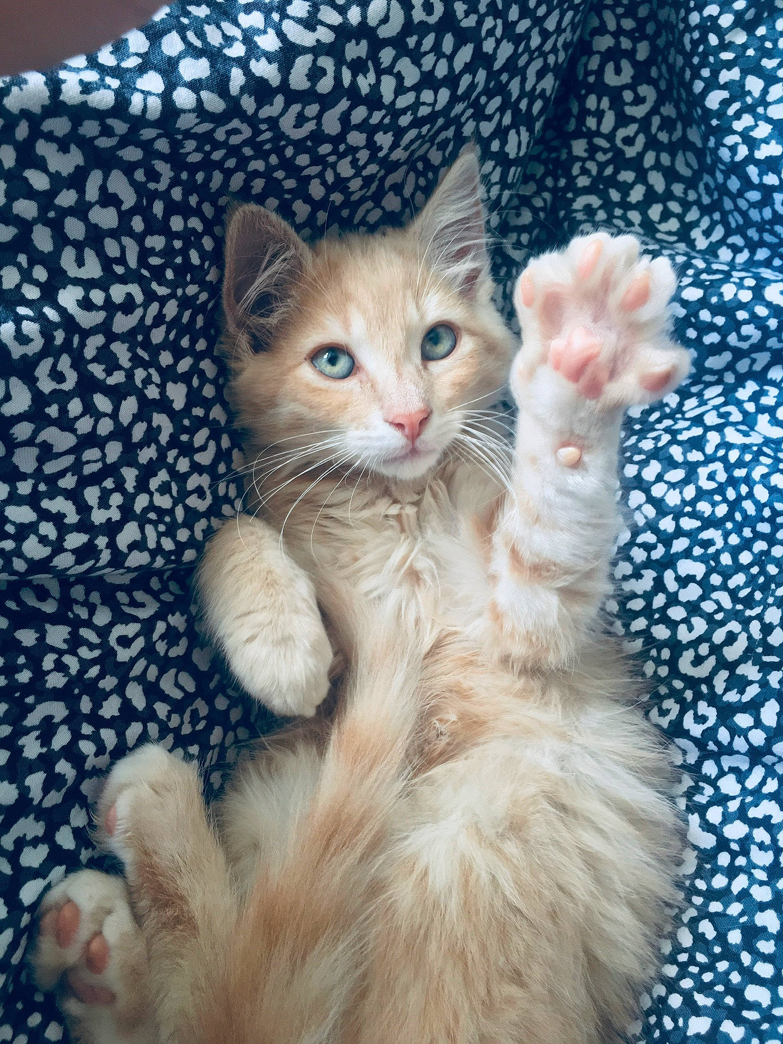 Skittles participe au concours pour gagner de l'argent avec cette photo : carnivore, cat, claw, comfort, domestic_short_haired_cat, electric_blue, fawn, felidae, foot, fur, gesture, paw, photo_caption, sitting, small_to_medium_sized_cats, tail, whiskers