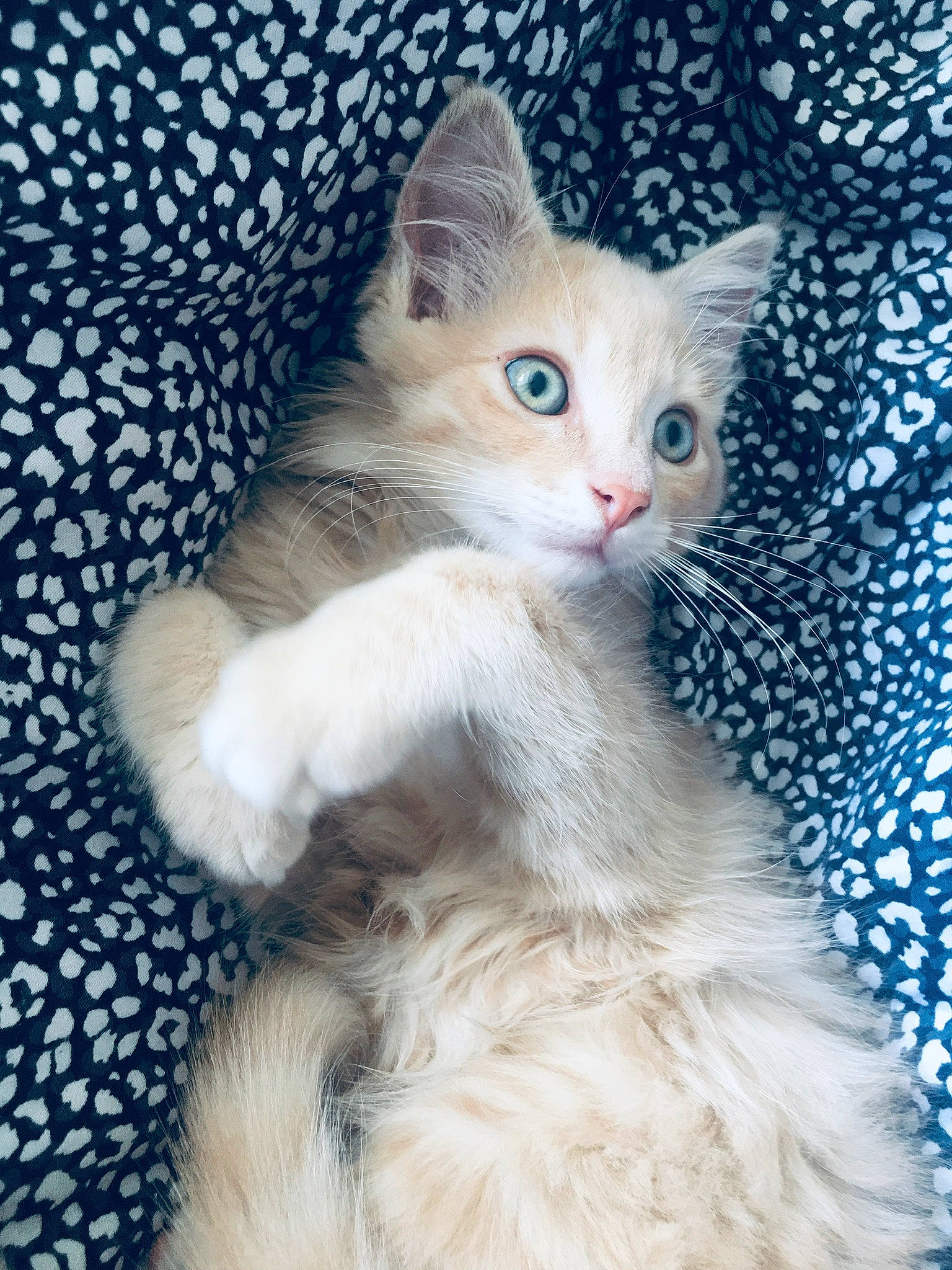 Skittles participe au concours pour gagner de l'argent avec cette photo : blue, carnivore, cat, claw, comfort, domestic_short_haired_cat, electric_blue, eye, fawn, felidae, fur, pattern, paw, small_to_medium_sized_cats, snout, tail, whiskers, window