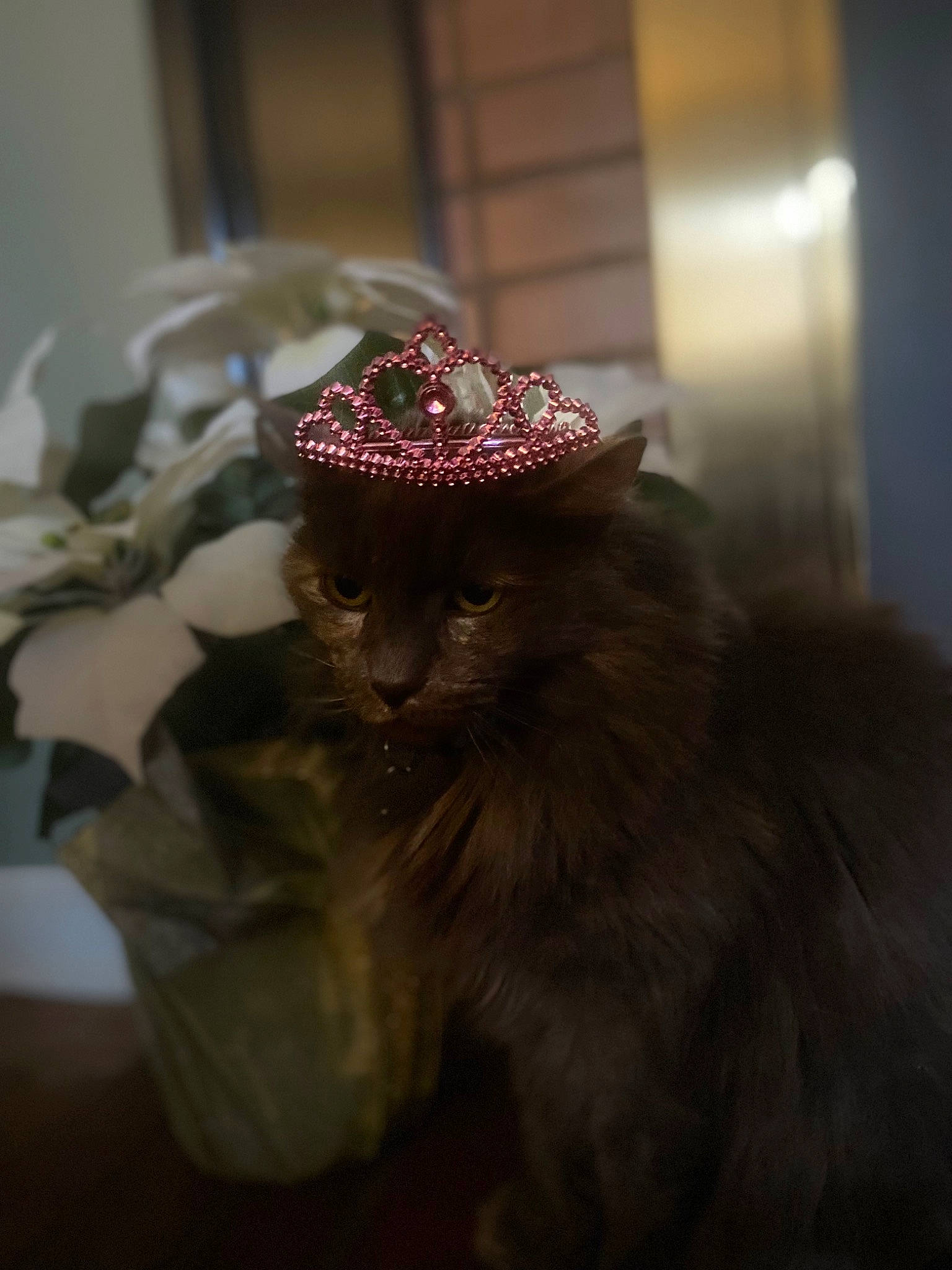 Booboo Kitty joined the competition — help win amazing prizes! art, cap, carmine, costume_hat, darkness, event, fashion_accessory, fashion_design, feather, felidae, fictional_character, fur, hair_accessory, hat, headpiece, jewellery, personal_protective_equipment, toy, tradition, whiskers
