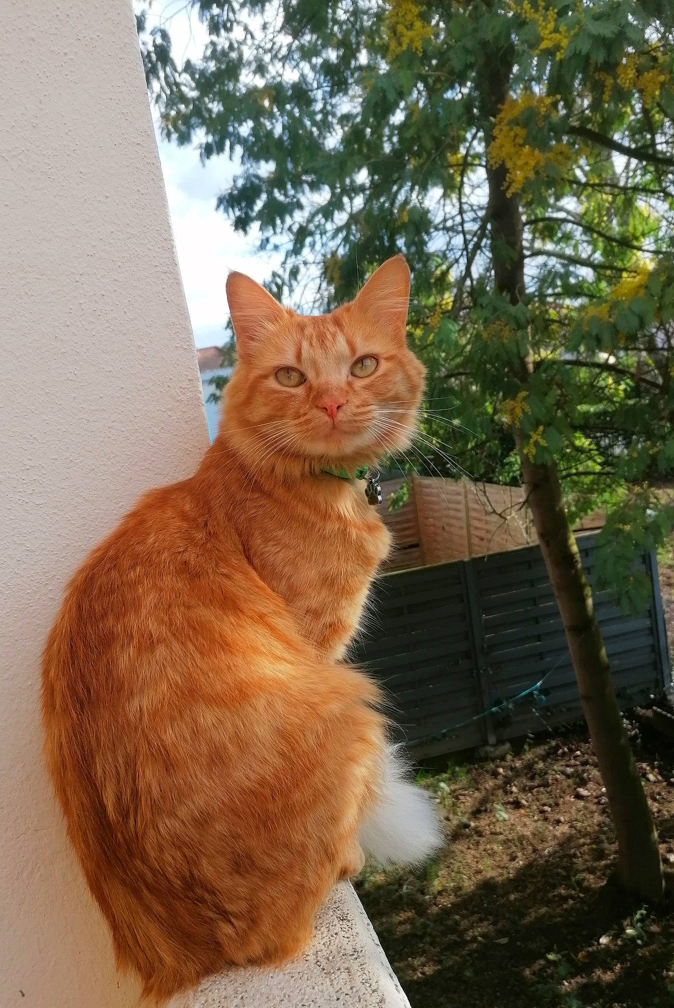 Mutti participe au concours pour gagner de l'argent avec cette photo : art, carnivore, cat, claw, domestic_short_haired_cat, fawn, felidae, fur, grass, paw, plant, sky, small_to_medium_sized_cats, snout, tail, terrestrial_animal, tree, trunk, whiskers, wood