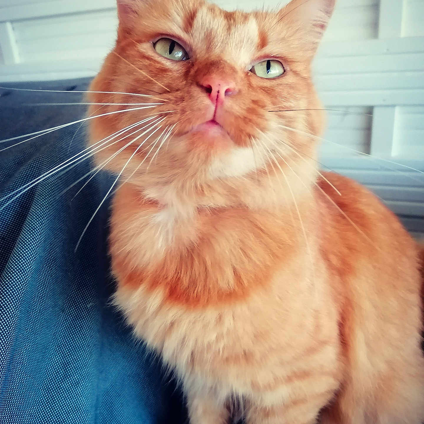 Mutti a rejoint le concours — aidez-le/la à gagner de superbes lots ! abyssinian, angora, animal, bodypart, cat, hardwood, kitten, manx, mouth, person, pet, plywood, siamese, wood