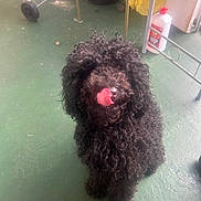 Mandy is registered to the contest to win money with this photo: animal, black_dog, companion, curly_fur, curly_hair, cute, dog, domestic, floor, fur, green_floor, household_items, indoor, laundry_basket, licking, pet, plastic_bag, playful, sitting, tongue_out