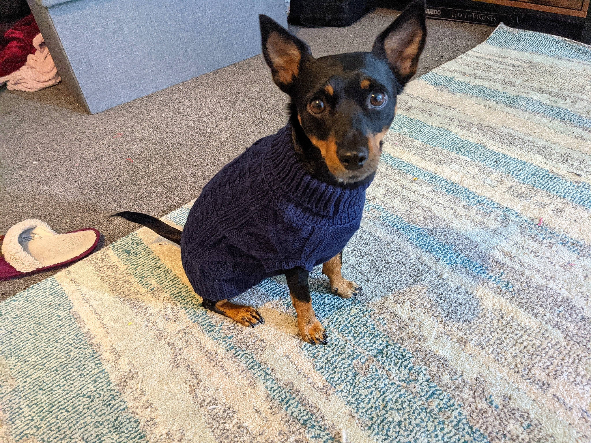 Brooke joined the competition — help win amazing prizes! canidae, carnivore, companion_dog, dog, dog_breed, dog_supply, fawn, flooring, guard_dog, pinscher, prazsky_krysarik, snout, sporting_group, terrestrial_animal, toy_dog, whiskers, working_animal, working_dog