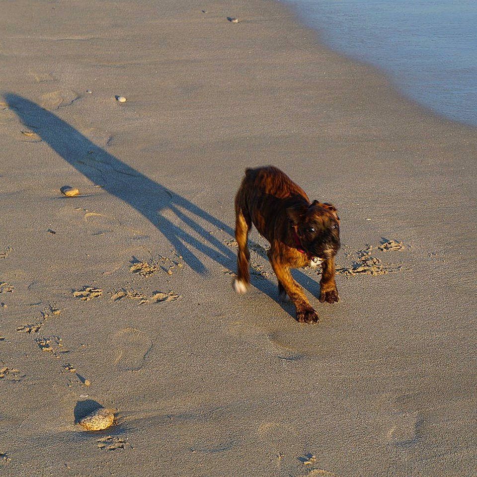 Kaïna a rejoint le concours — aidez-le/la à gagner de superbes lots ! aeolian_landform, beach, camel, canidae, carnivore, dog, dog_breed, ecoregion, fawn, landscape, natural_environment, ocean, sand, shadow, singing_sand, tail, terrestrial_animal, water, wood, working_animal