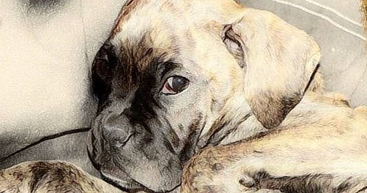 Kaïna a rejoint le concours — aidez-le/la à gagner de superbes lots ! ancient_dog_breeds, bulldog, canidae, carnivore, companion_dog, dog, dog_breed, fawn, molosser, non_sporting_group, puppy, sporting_group, terrestrial_animal, whiskers, working_animal, working_dog, wrinkle