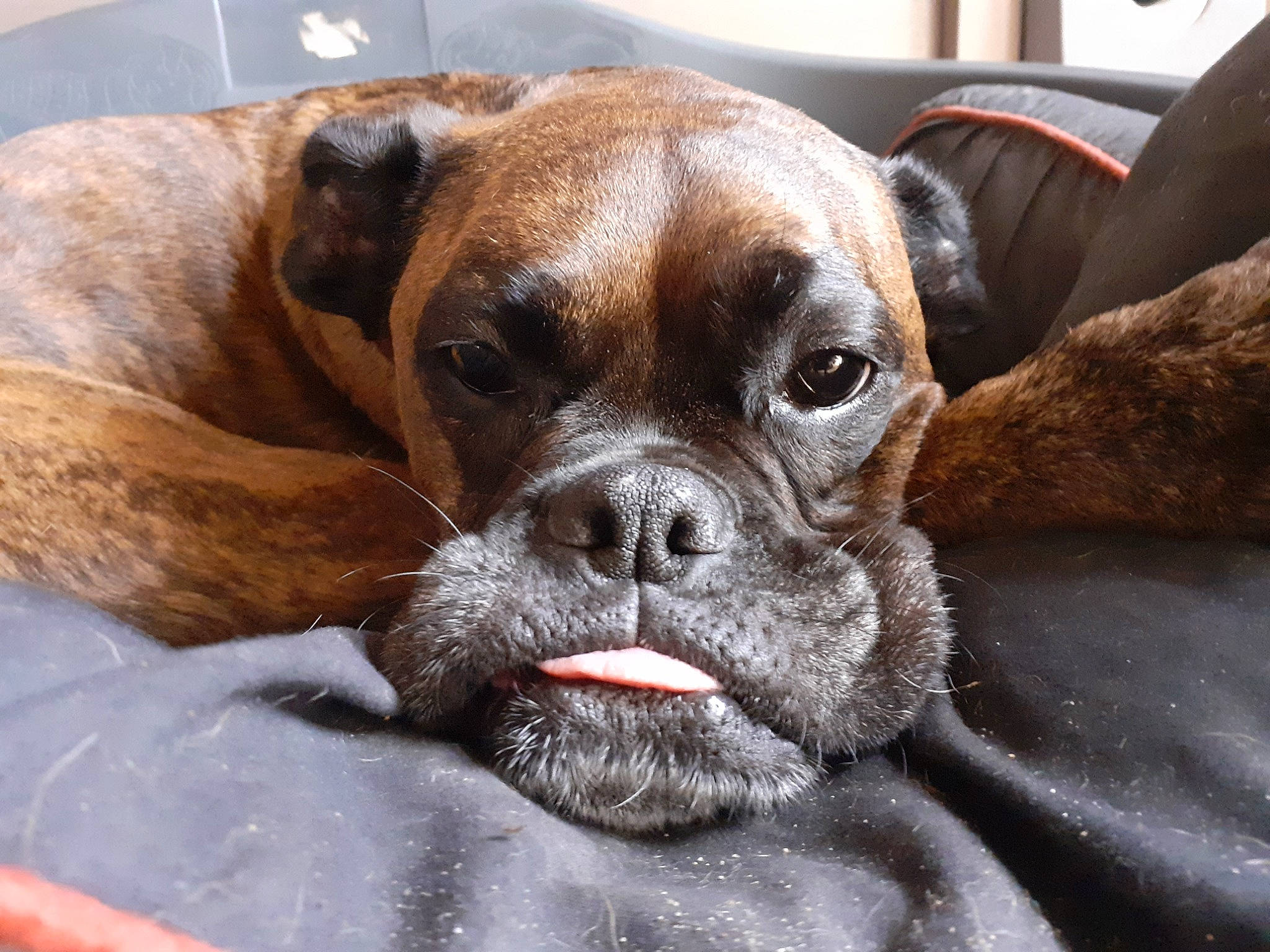 Kaïna participe au concours pour gagner de l'argent avec cette photo : bored, boxer, carnivore, collar, comfort, companion_dog, dog, dog_breed, dog_collar, dog_supply, fawn, liver, molosser, snout, sporting_group, terrestrial_animal, whiskers, working_animal, working_dog, wrinkle