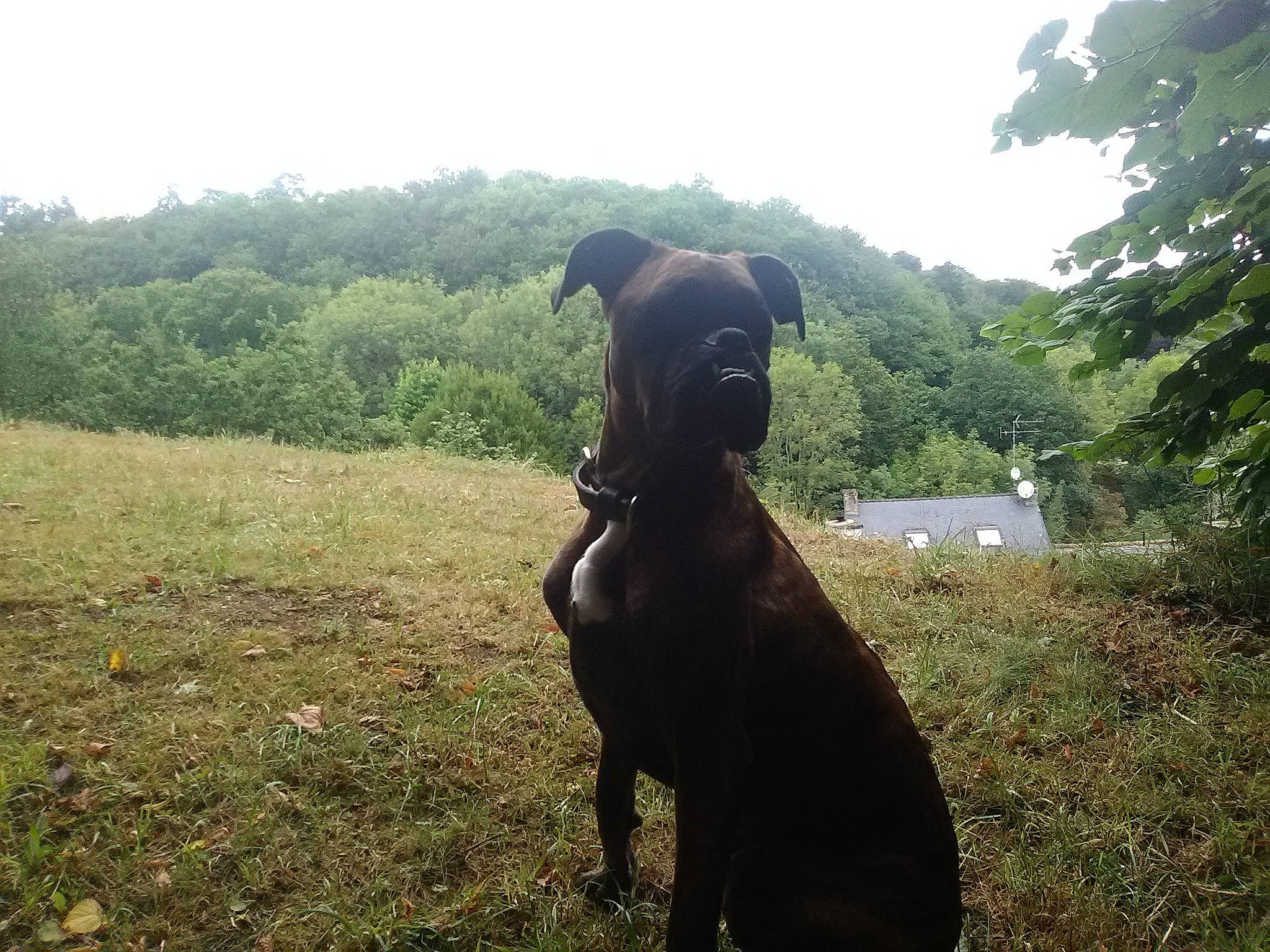 Kaïna participe au concours pour gagner de l'argent avec cette photo : carnivore, collar, companion_dog, dog, dog_breed, dog_collar, fawn, grass, grassland, landscape, liver, meadow, pasture, pet_supply, plant, sky, snout, sporting_group, tree, working_animal