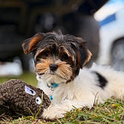 Orion joined the competition — help win amazing prizes! puppy, dog, grass, toy, outdoor, cute, fluffy, animal, pet, collar, black_and_white, brown, small_dog, lying_down, playful, nose, ears, fur, close_up, background_blur