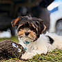puppy, dog, grass, toy, outdoor, cute, fluffy, animal, pet, collar, black_and_white, brown, small_dog, lying_down, playful, nose, ears, fur, close_up, background_blur