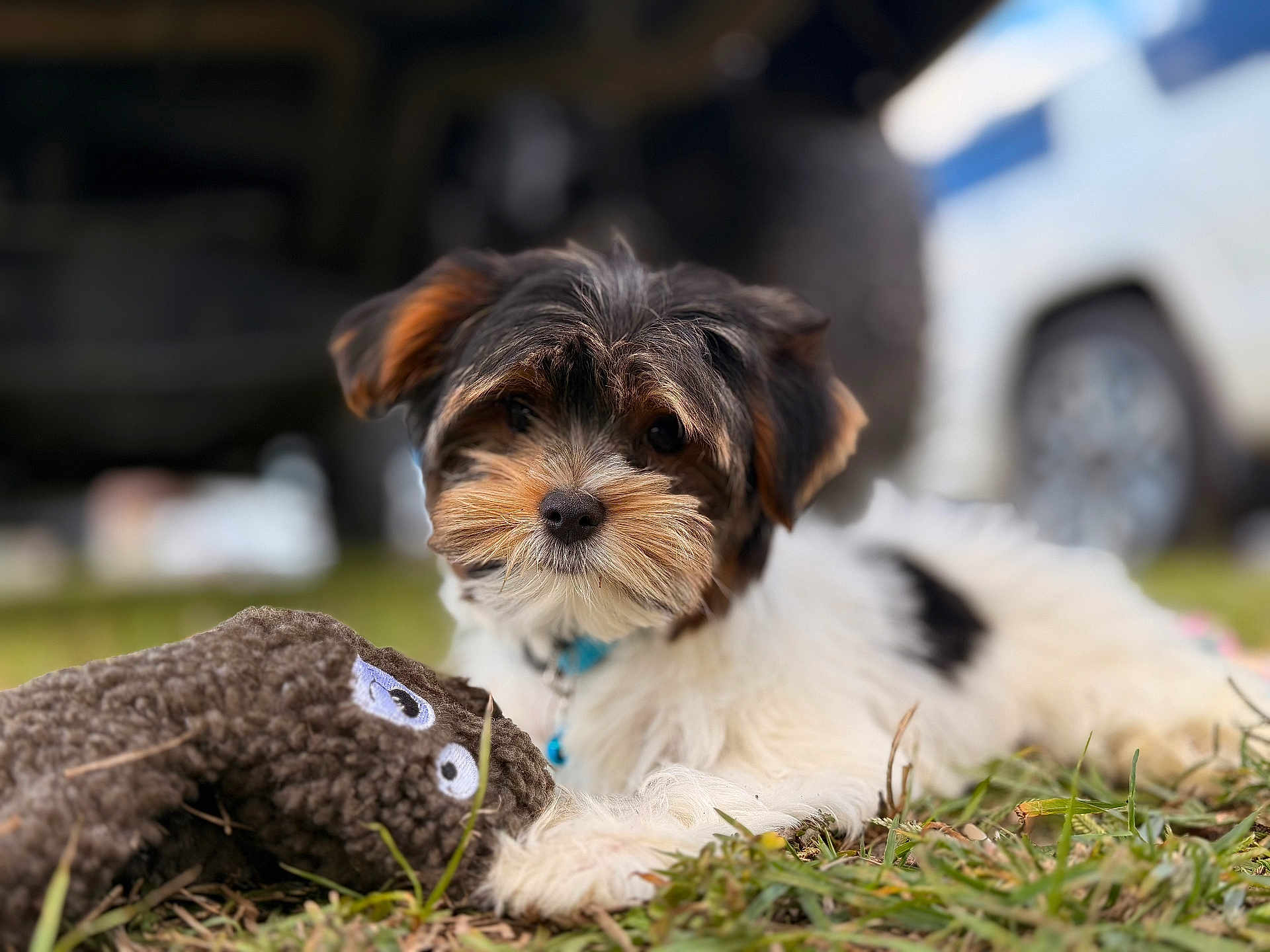 Orion joined the competition — help win amazing prizes! puppy, dog, grass, toy, outdoor, cute, fluffy, animal, pet, collar, black_and_white, brown, small_dog, lying_down, playful, nose, ears, fur, close_up, background_blur