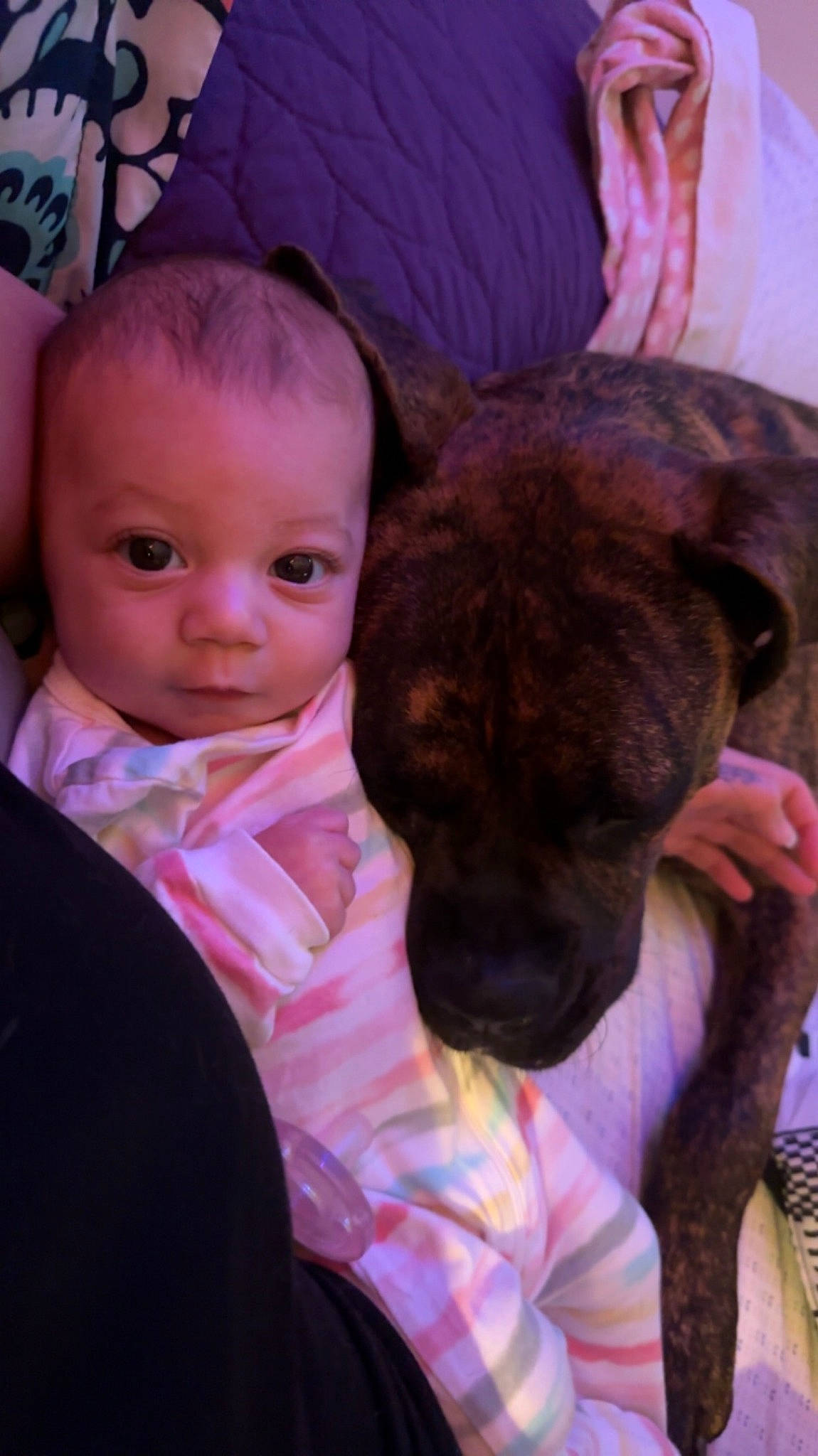 Brinlee is registered to the contest to win money with this photo: baby, carnivore, child, comfort, companion_dog, dog, dog_breed, ear, fawn, fur, guard_dog, happy, magenta, mammal, nose, person, purple, sitting, skin, toddler