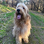 Max participe au concours pour gagner de l'argent avec cette photo : animal, canine, daytime, dog, forest, fur, grass, happy, mammal, nature, outdoor, path, pet, shaggy, sitting, smiling, sunlight, tongue_out, trees, woodland