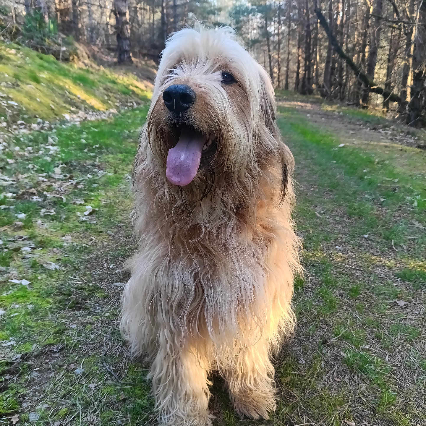 Max participe au concours pour gagner de l'argent avec cette photo : animal, canine, daytime, dog, forest, fur, grass, happy, mammal, nature, outdoor, path, pet, shaggy, sitting, smiling, sunlight, tongue_out, trees, woodland