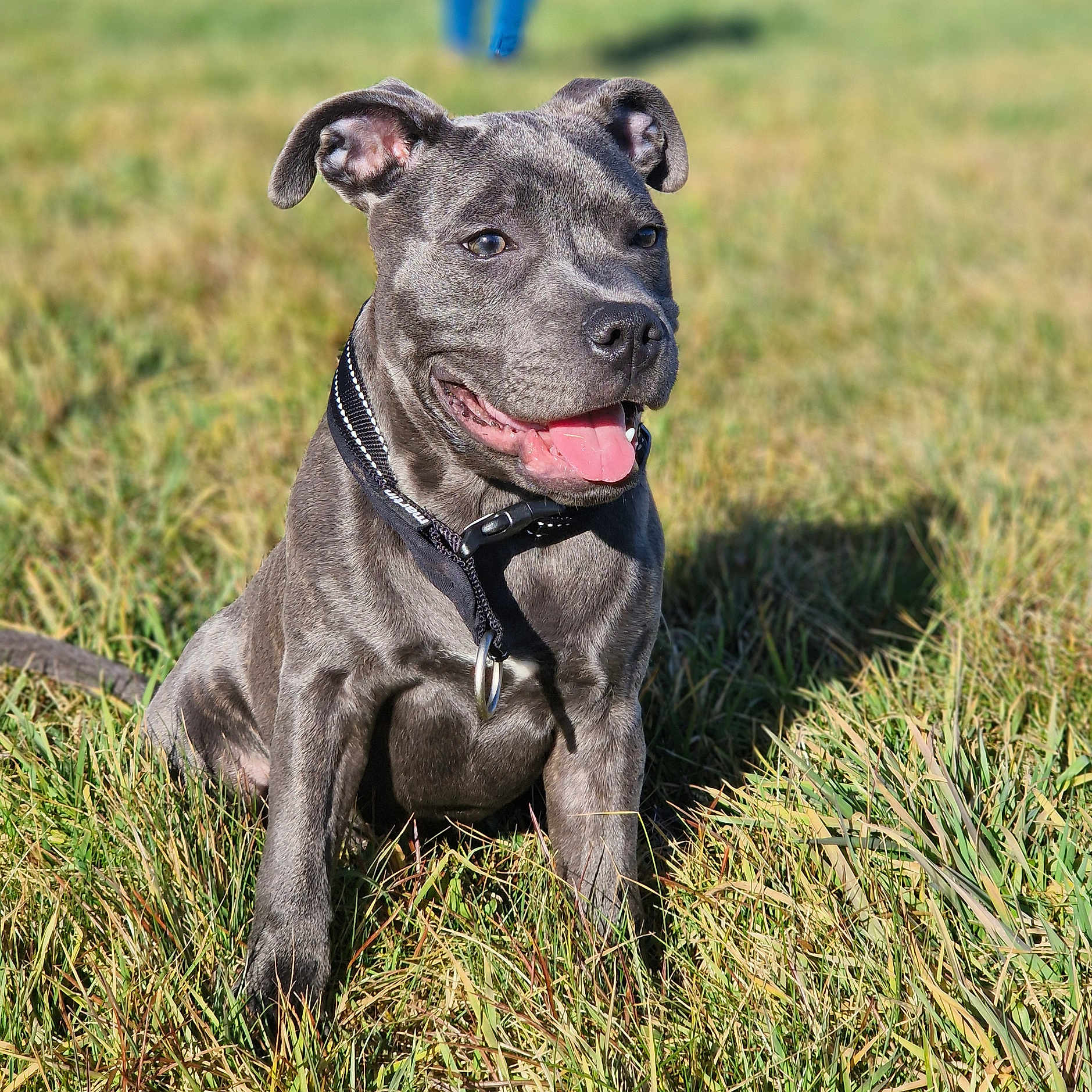 Voyou a rejoint le concours — aidez-le/la à gagner de superbes lots ! accessories, animal, boxer, bulldog, canine, dog, frenchbulldog, grass, labradorretriever, lawn, person, pet, pitbull, plant, puppy, snout, strap, terrier