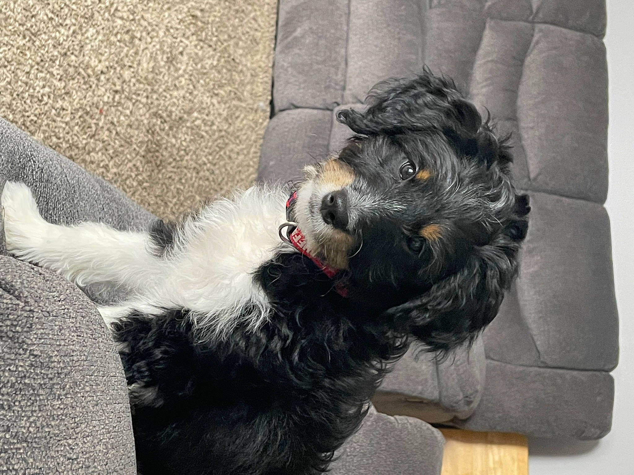 Mookie joined the competition — help win amazing prizes! canidae, carmine, carnivore, companion_dog, dog, dog_breed, dog_collar, foot, fur, grey, non_sporting_group, paw, schnauzer, small_terrier, snout, sporting_group, standard_schnauzer, tail, terrier, working_animal