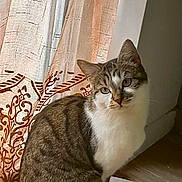 Princesse a rejoint le concours — aidez-le/la à gagner de superbes lots ! animal, cat, cozy, curiosity, curtain, domestic, feline, floor, indoor, light, looking, newspaper, pet, quiet, shadow, sitting, striped_fur, tabby_cat, white_paws, window