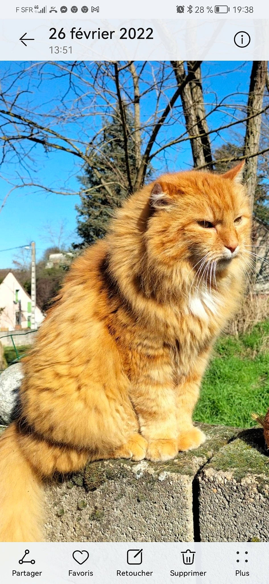 Garfield participe au concours pour gagner de l'argent avec cette photo : big_cats, carnivore, cat, domestic_short_haired_cat, eye, fawn, felidae, fur, grass, plant, sky, small_to_medium_sized_cats, snout, tail, terrestrial_animal, tree, trunk, whiskers, wildlife, wood
