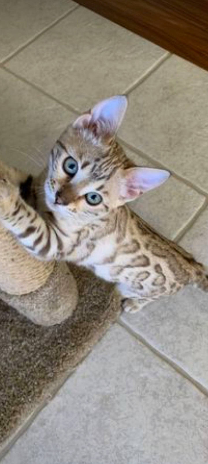 Panda a rejoint le concours — aidez-le/la à gagner de superbes lots ! bengal, carnivore, cat, claw, domestic_short_haired_cat, eye, fawn, felidae, fur, head, paw, sitting, small_to_medium_sized_cats, snout, tail, terrestrial_animal, whiskers, wildlife